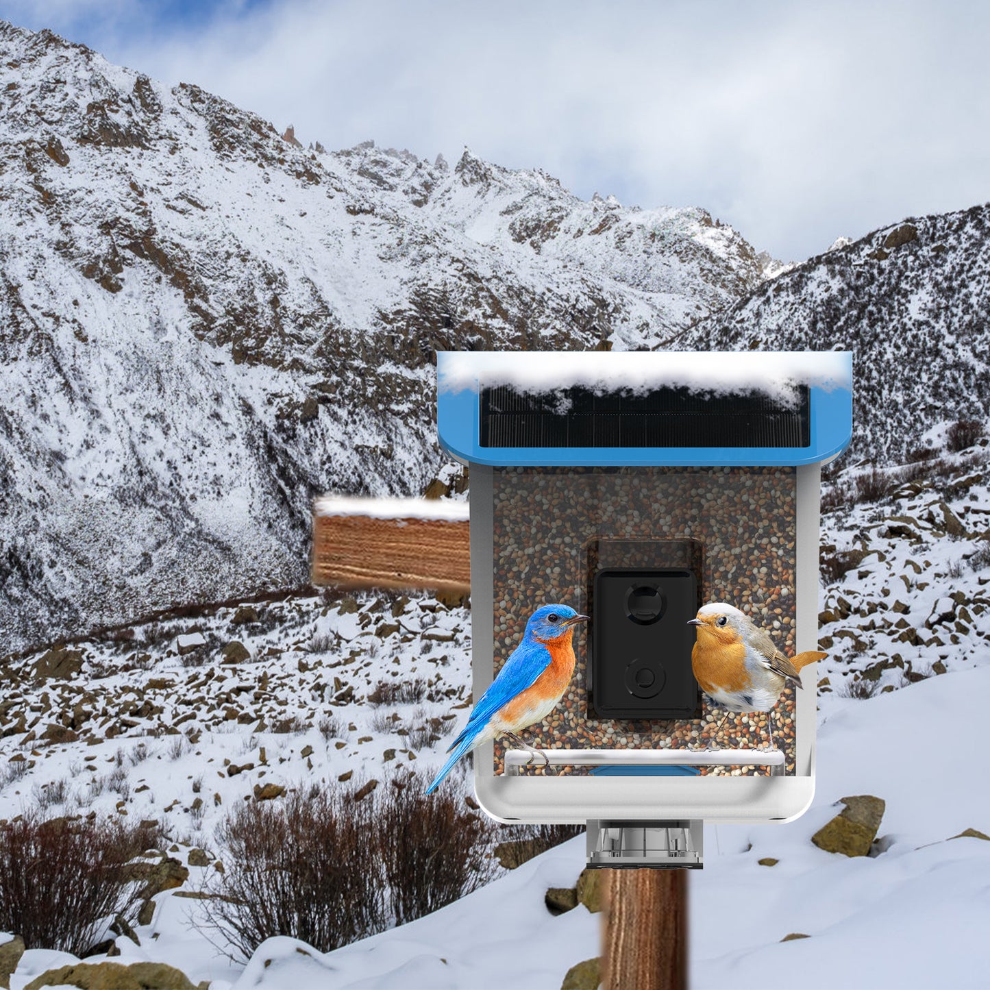 Smart Bird Feeder AI Recognition APP Camera - Everything for Everyone