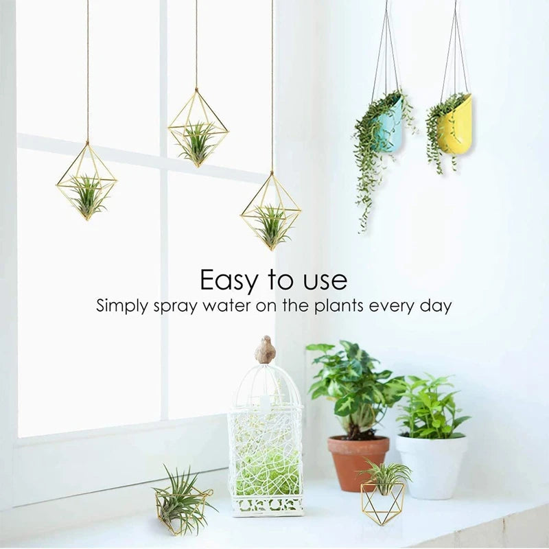 Air Plant Holder - Everything for Everyone