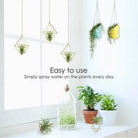 Air Plant Holder - Everything for Everyone