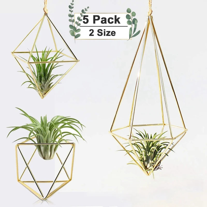 Air Plant Holder - Everything for Everyone