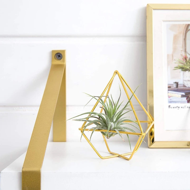 Air Plant Holder - Everything for Everyone