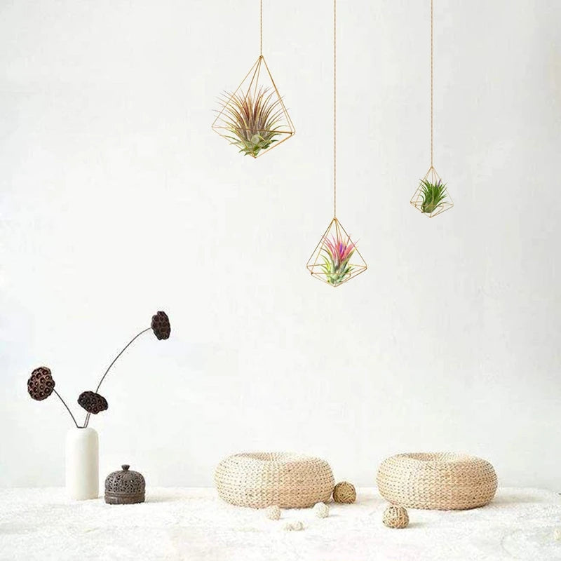 Air Plant Holder - Everything for Everyone