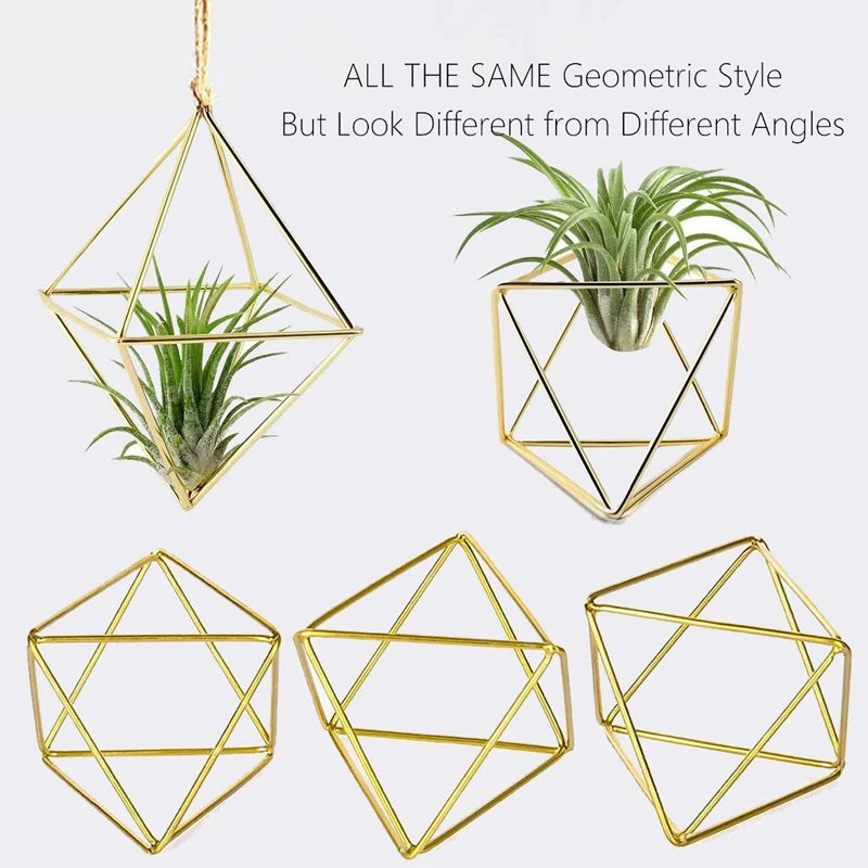 Air Plant Holder - Everything for Everyone